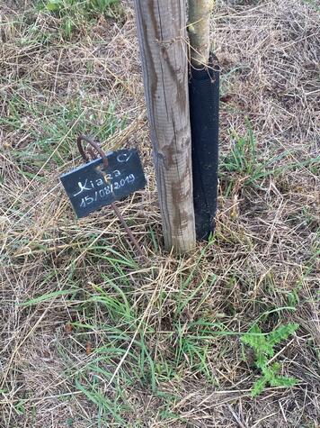 Our inspiration: A tree planted for a baby born in our twin town, Brebieres