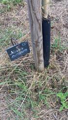 Our inspiration: A tree planted for a baby born in our twin town, Brebieres