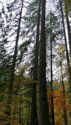 Highland Perthshire - Big Tree Country 