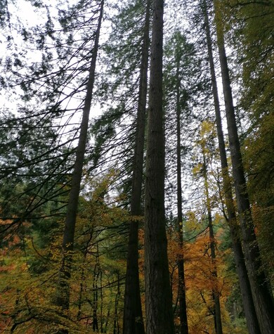 Highland Perthshire - Big Tree Country 